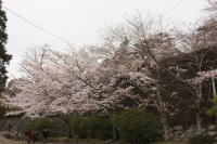 17-桜