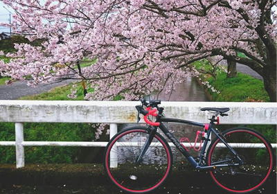 170409桜自転車笠松井