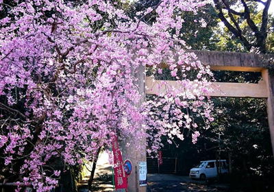 17桜松坂城本居神社