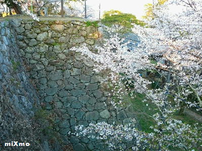 190409松阪城石垣と桜