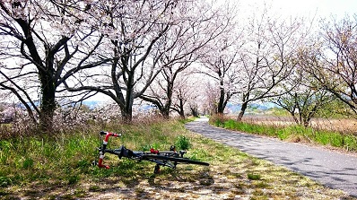200407桜阪内川自転車と土手
