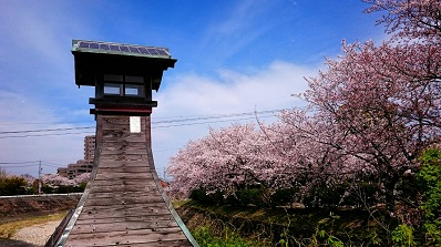 200407桜阪内川灯籠
