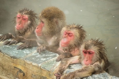 さる温泉入浴猿