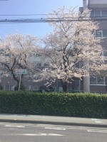【きれいな桜】