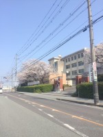 【満開近い桜】