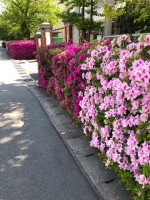 【びっしり咲いてるツツジ】
