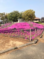 【めちゃくちゃキレイな芝桜】