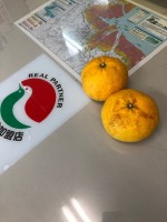 【夏みかんかな?】