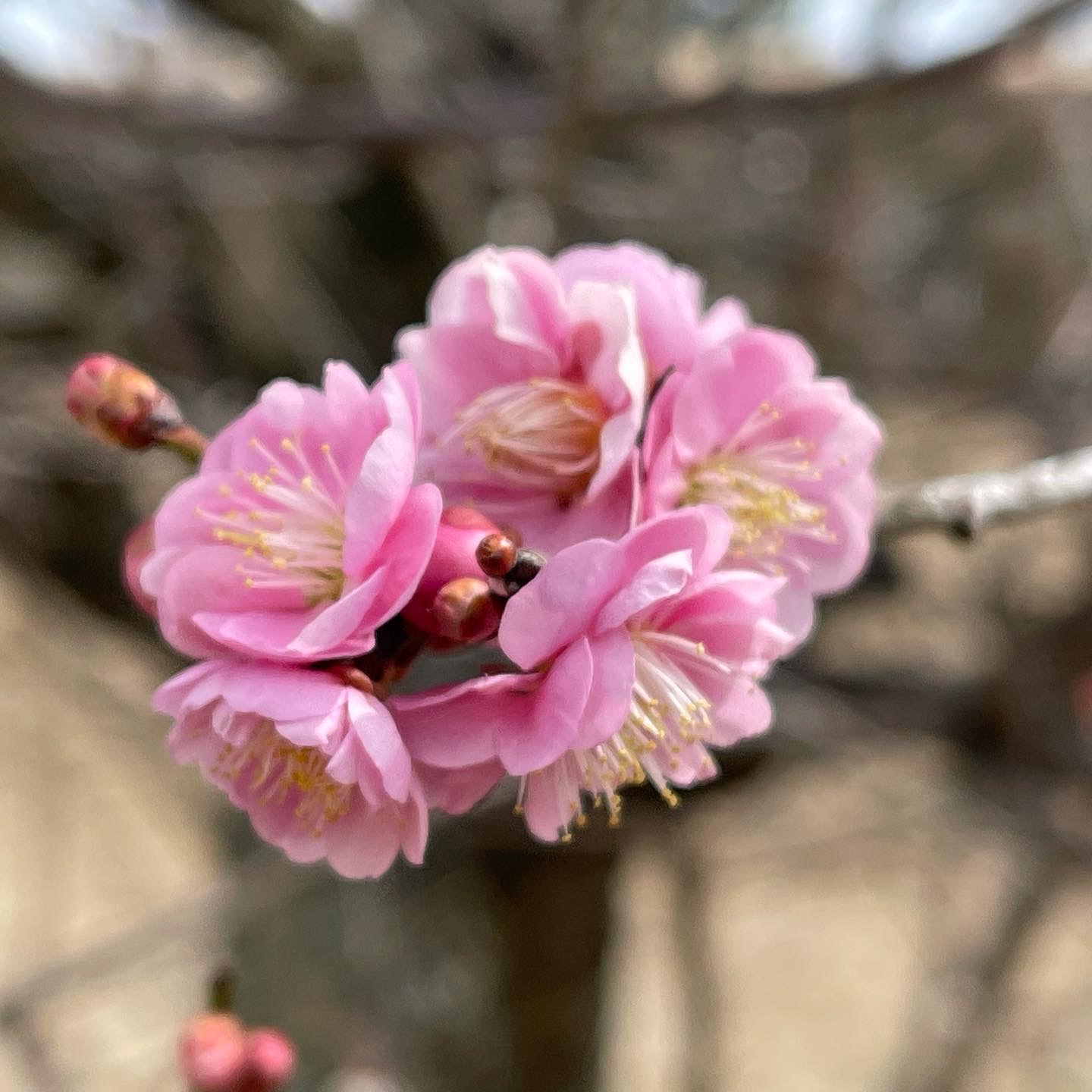 松阪市観光協会